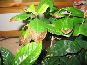 Zoznam možných príčin vysychania končekov listov vo vnútorných rastlinách