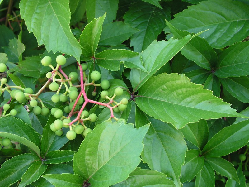 Descrizione dell'uva selvatica a cinque foglie