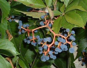 Характерни разлики при девическите сортове грозде