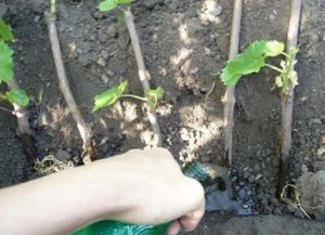 Niuanse sadzenia dziewczęcych winogron