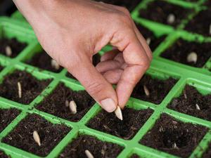 Beschreibung der Methode zum Anbau von Jungtrauben aus Samen
