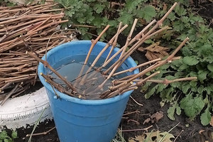 Instructions for planting maiden grape cuttings