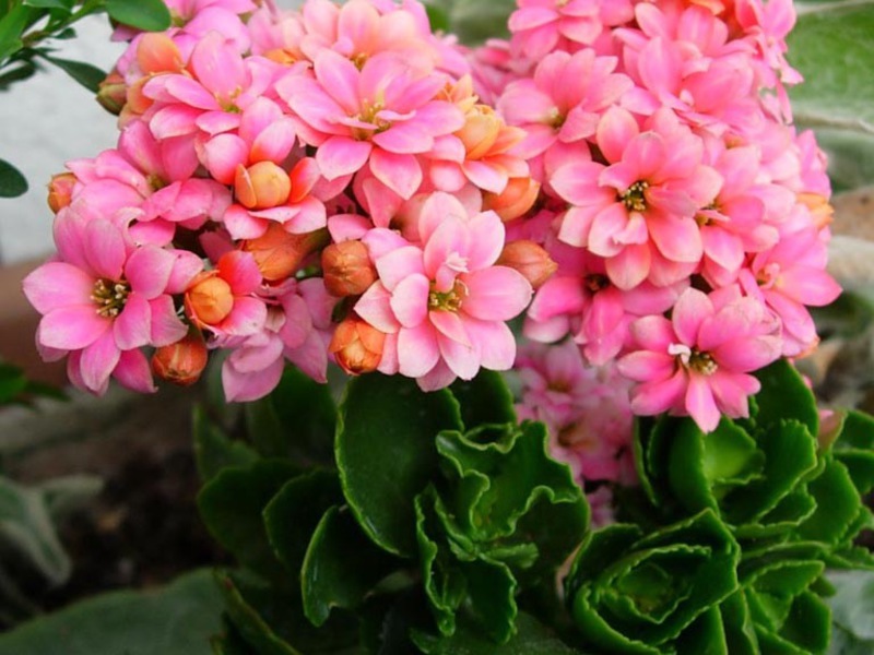 Several types of Kalanchoe are grown indoors.