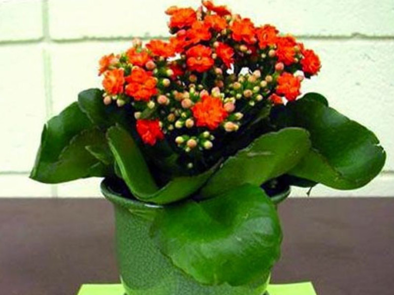 How to care for Kalanchoe