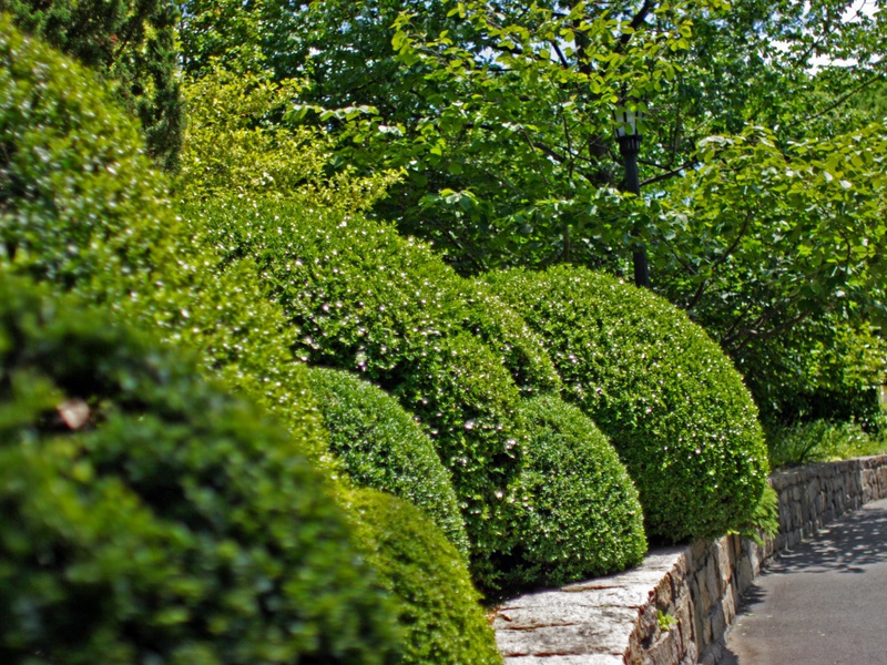 How boxwood is used in design
