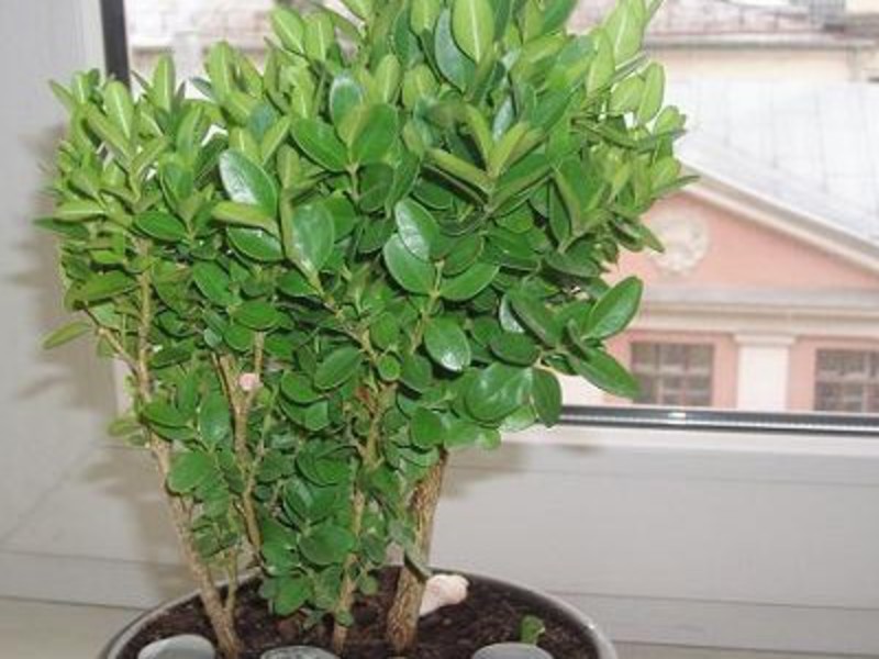 Buxus thuis