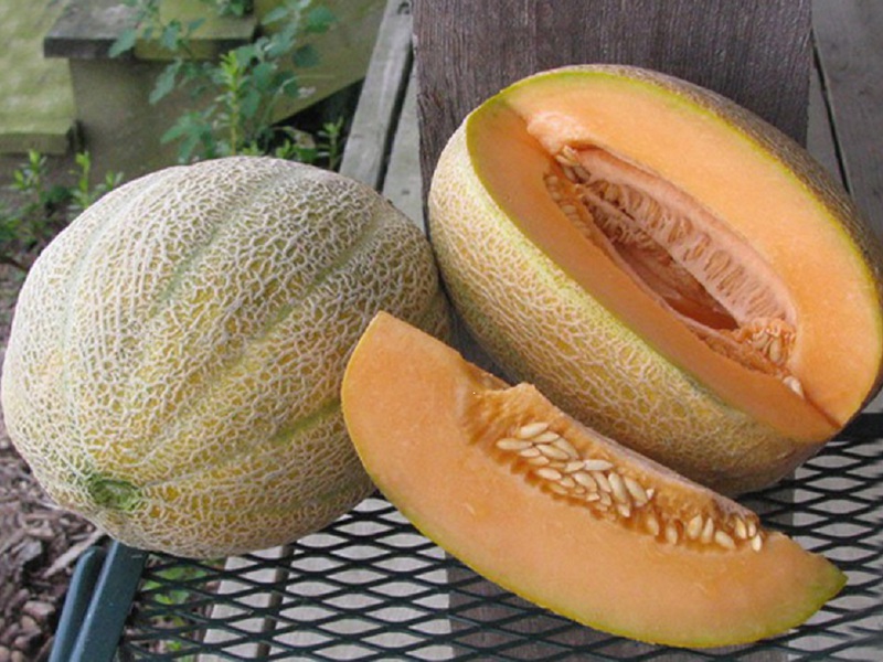 Nuevas variedades populares de melón cantalupo