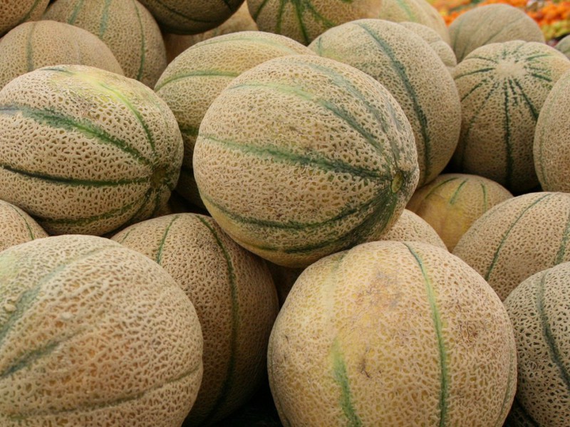 Características del melón Charente