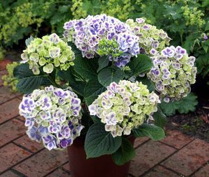 Growing hydrangeas at home