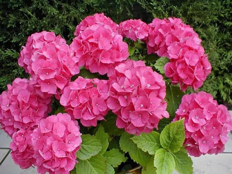 Growing hydrangea at home