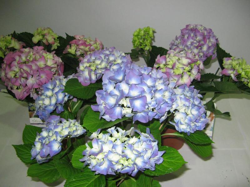 Flores de hortensia