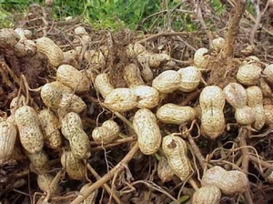 Kacang tanah berkhasiat dan rendah kalori