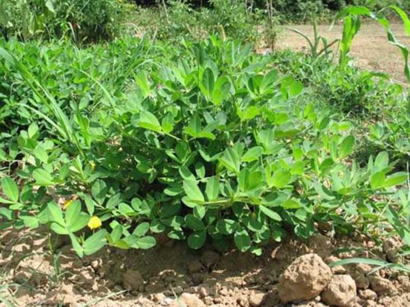 Kacang tanah mula tumbuh di Amerika Selatan