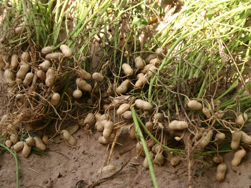 Wat is de eigenaardigheid van het kweken van pinda's