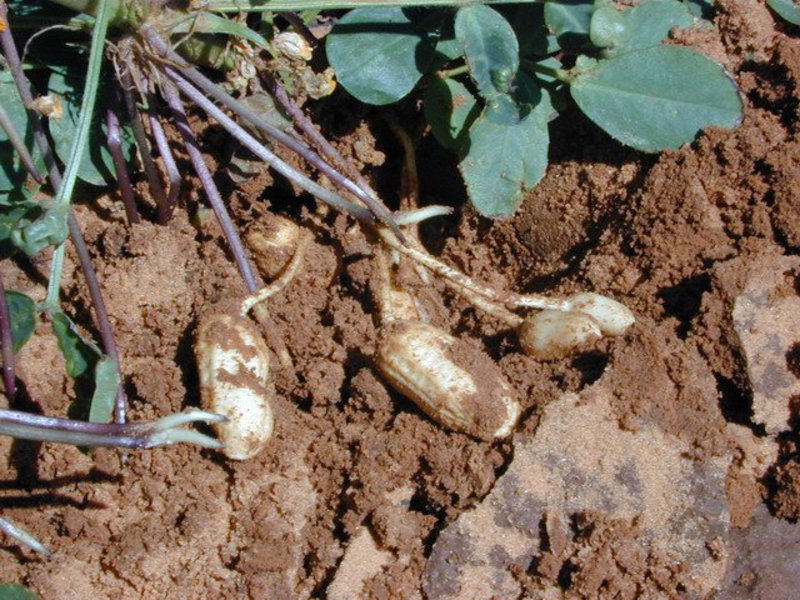 Cách trồng đậu phộng