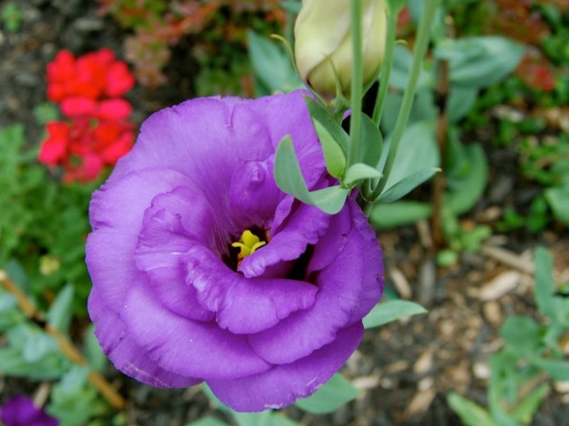 Eustoma Blüte