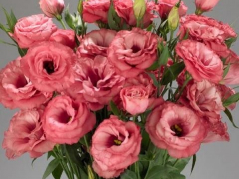 How to grow eustoma at home
