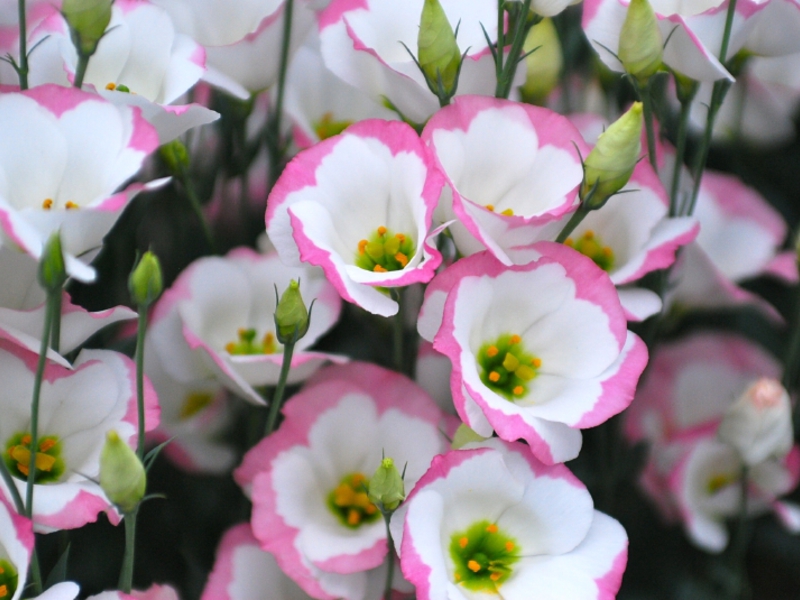 Features of growing eustoma