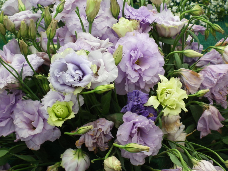 How eustoma is grown