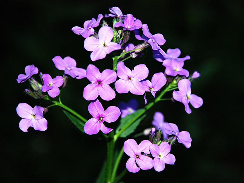 ¿Cuál es la peculiaridad de la flor violeta nocturna?