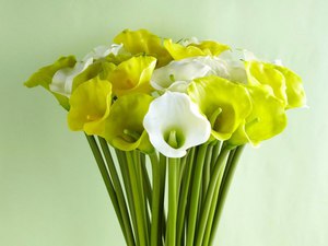 Описание на популярните вярвания за цветята на кали