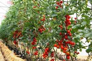 Como escolher uma variedade de tomates