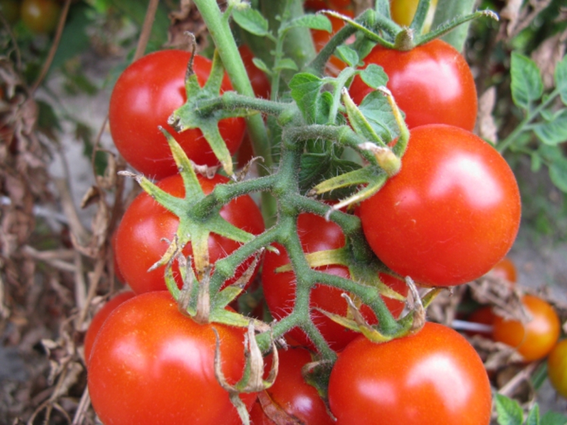 Tamanhos de tomate cereja