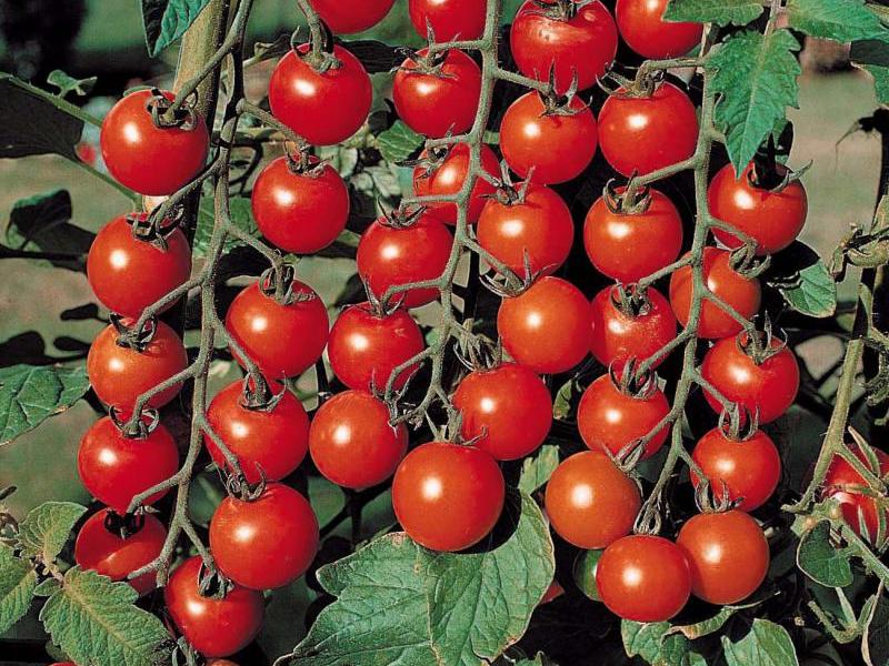 Variedade tomate cereja