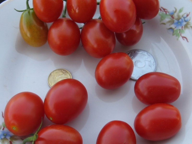 De beste variantene av tomater