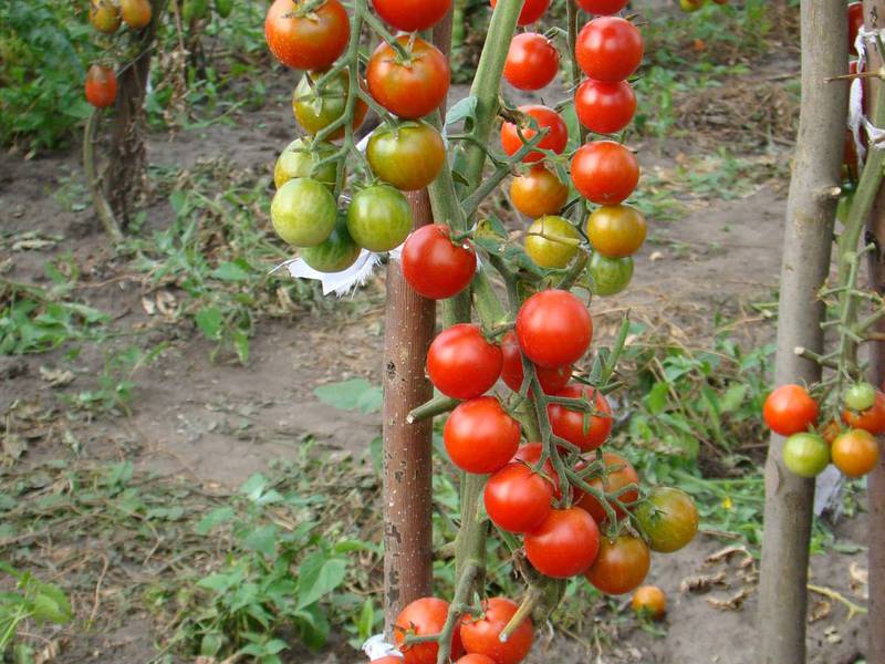 Особености на отглеждането на домати