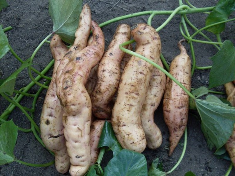 Reproduction ng kamote patatas