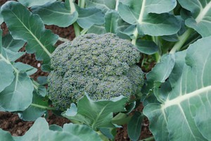 Broccoli en zijn soorten