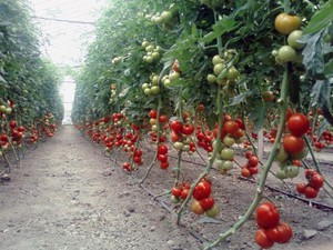 Määrittävän tomaattilajikkeen kuvaus