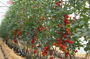 Kenmerken van een onbepaalde tomatensoort
