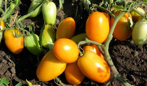 Liste over determinant tomatvarianter
