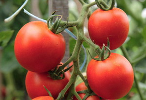 Fordeler og ulemper med determinant tomatvarianter