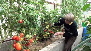 Beschreibung der richtigen Pflege für determinante Tomaten