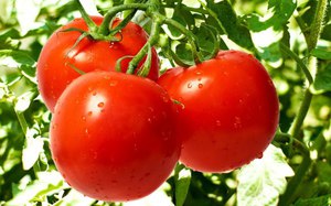 רשימת הסוגים הפופולריים ביותר של עגבניות קובעות