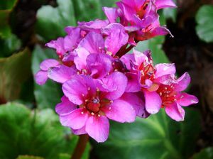 Какви свойства притежава цветето бадан