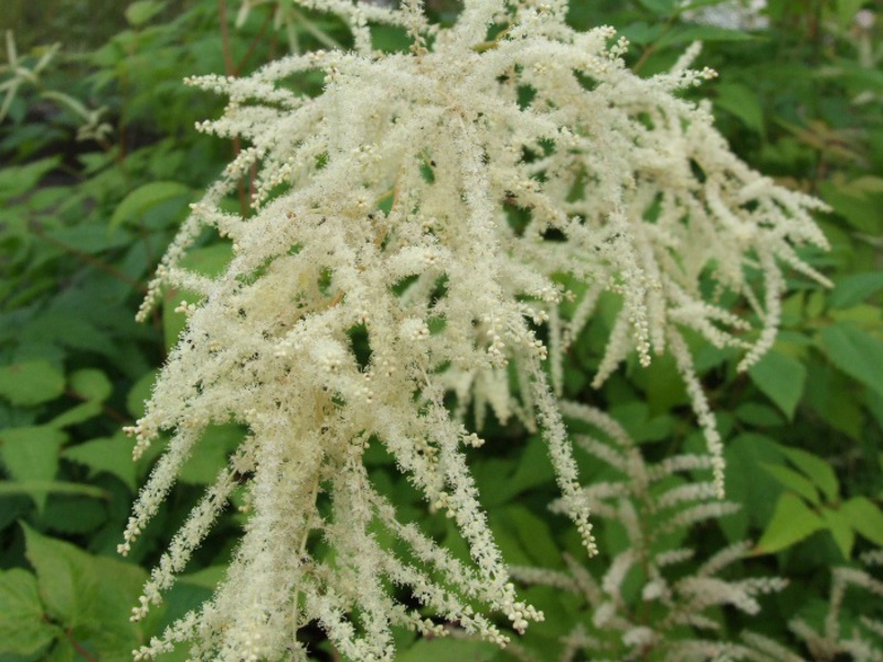 Volžhankos augalo veislės
