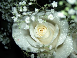 Как да дадете правилно бели рози