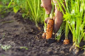 Кога и как най-добре да засадите моркови?