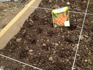 Jak správně zasadit mrkev