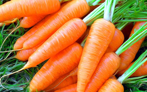 Porkkanan sato