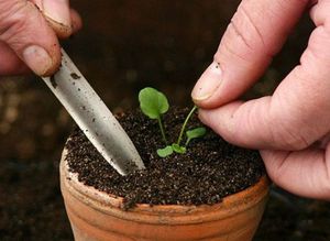 ميزات تقنية زراعة زهور الهليوتروب