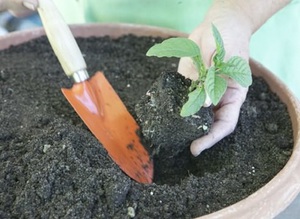 Metodo di coltivazione dei fiori di eliotropio per talea