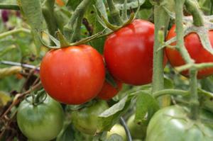 Kaip nuspręsti dėl pomidorų veislės