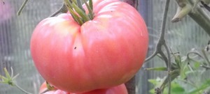Tomates pour la mise en conserve et le marinage