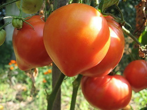 Een verscheidenheid aan tomaten kiezen