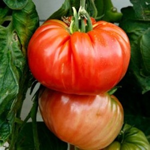 Odrůdy odrůd rajčat